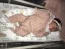 Beb Sophia, dos papais Nayara Amanda e Luiz Gustavo. Foto 3
