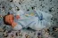 Beb Gael, dos papais Camila Carla e Douglas Carlos. Foto 3