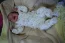 Beb Isabella, dos papais Aline e Thiago Henrique. Foto 3