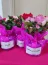 Radioterapia do Hospital Unimed Bauru celebra Outubro Rosa com flores e cupcakes para os pacientes. Foto 1