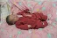 Beb Beatriz, dos papais Loriane e Ederson. Foto 3