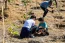 Plantio de rvores realizado pela Unimed Bauru em 2017 no Jardim Botnico