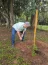 Unimed Bauru promove plantio de 700 rvores para reflorestamento. Foto 3