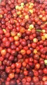 1614 - Acerola com Água (1 Litro) 1614 - Acerola com Água (1 Litro)