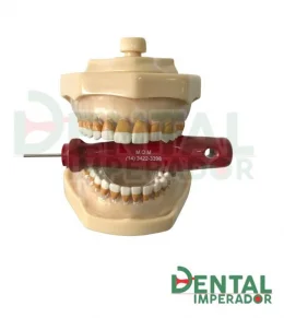 Manequim Periodontia Adapt 32 Dentes Removiveis 3002