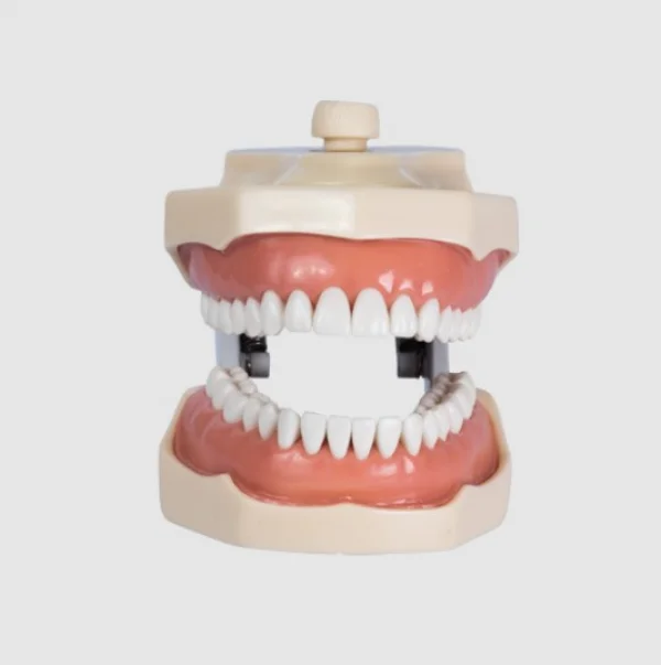 Manequim Dentistica Adaptado 32 Dentes Ref 3001