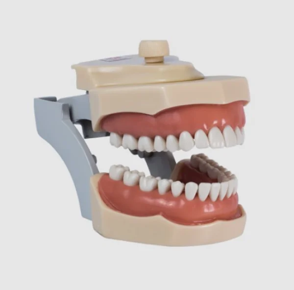 Manequim Dentistica Adaptado 32 Dentes Ref 3001