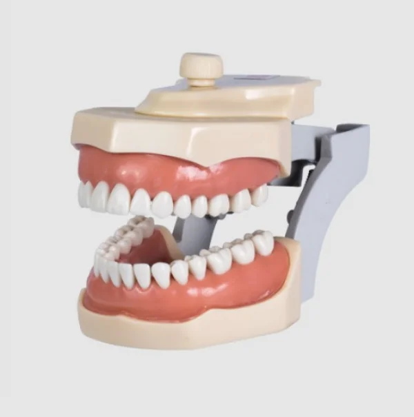 Manequim Dentistica Adaptado 32 Dentes Ref 3001