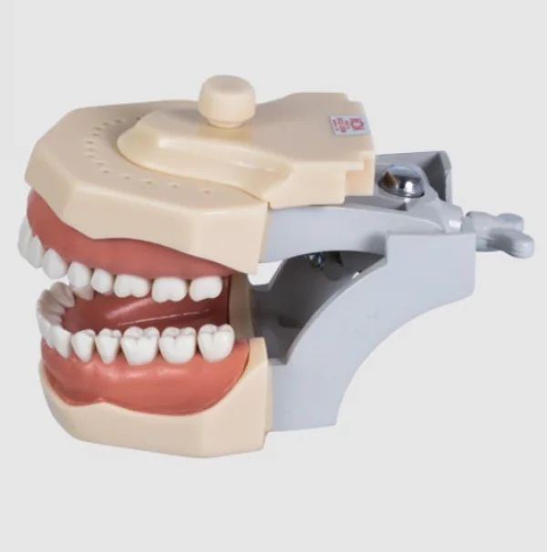 Manequim Dentistica Adaptado 32 Dentes Ref 3001