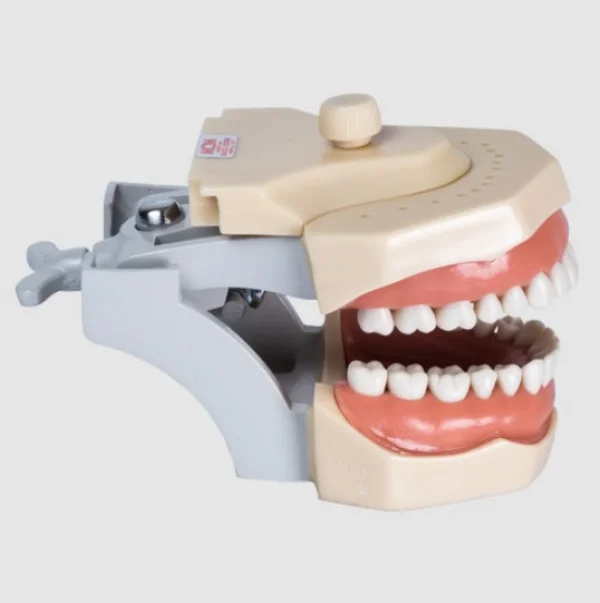 Manequim Dentistica Adaptado 32 Dentes Ref 3001