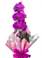 Orqu�dea Phalaenopsis Roxa
