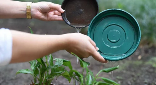 Dengue: cuidado com os pratinhos das plantas!