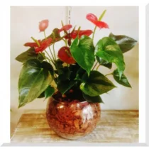 ANTURIO GRANDE NO VIDRO