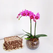 Kit Presente com Bolo Sodi 03