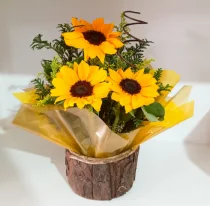 ARRANJO DE 3 GIRASSOL NO CACHEPO