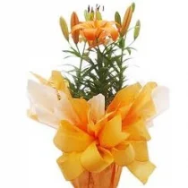 VASO DE LIRIO EMBALADO