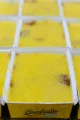 Patinho Desfiado com Arroz Integral e Legumes - 450g