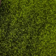 glitter 50gr verde claro.png