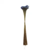 sempre viva maco menor azul claro.png