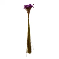 sempre viva maco menor lilas.png