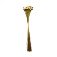 sempre viva maco menor natural.png
