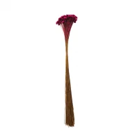 sempre viva maco menor rosa escuro.png