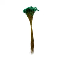 sempre viva maco menor verde bandeira.png