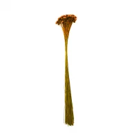 sempre viva comum laranja.png