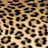 guardanapo para decoupagem 6530 Leopard Couture.jpg