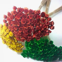 capa sempre viva.png