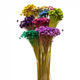 capa flor sempre viva maco menor.png