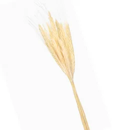 trigo 15 hastes  (1).png