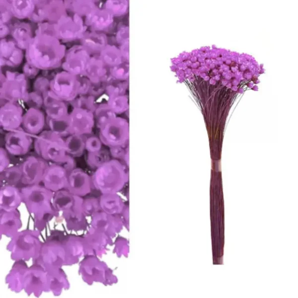 sempre viva lilas.webp