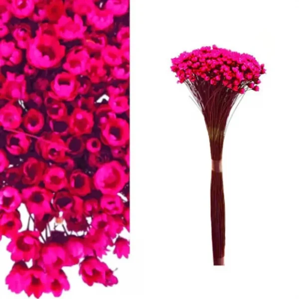 sempre viva pink.webp