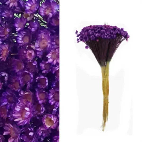 sempre viva roxo.webp