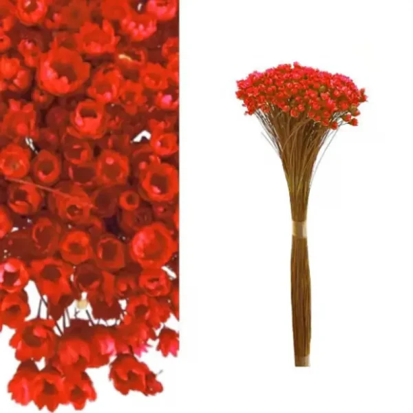 sempre viva vermelho.webp