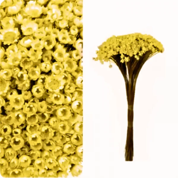 sempre viva amarelo ouro.png