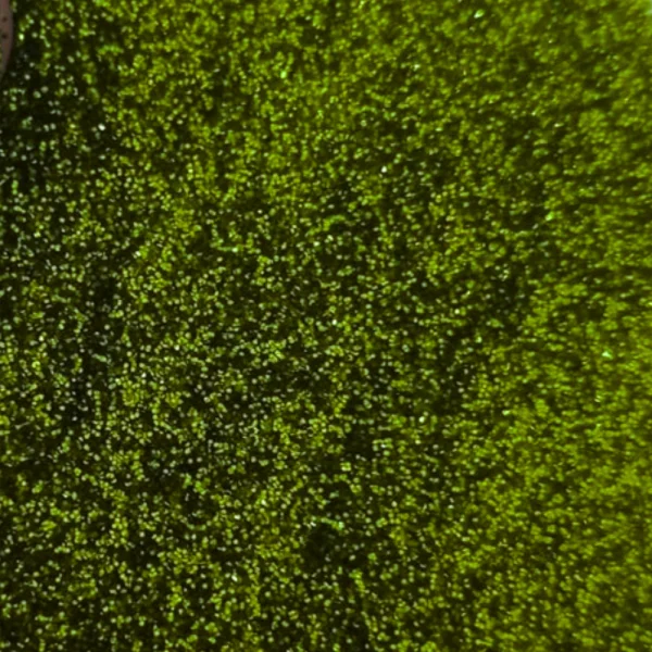 glitter 50gr verde claro.png