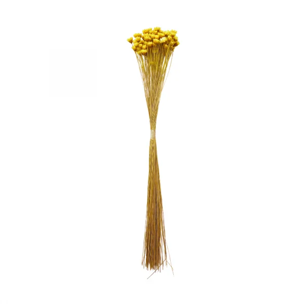 sempre viva maco menor amarelo.png