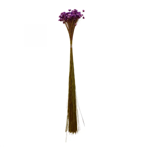 sempre viva maco menor lilas.png