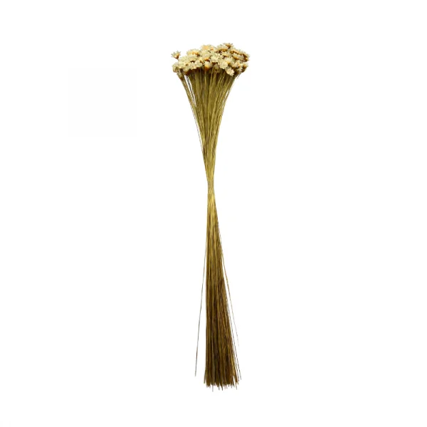 sempre viva maco menor natural.png