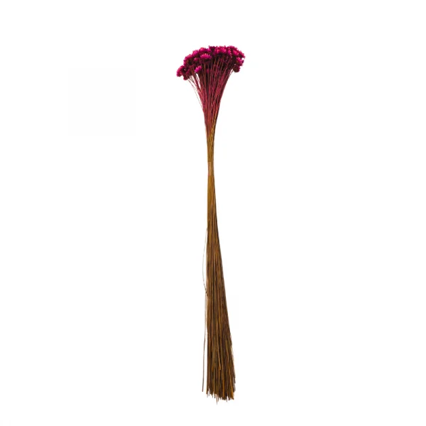 sempre viva maco menor rosa escuro.png