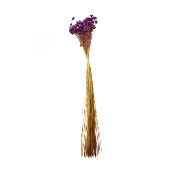 sempre viva maco menor roxo.png