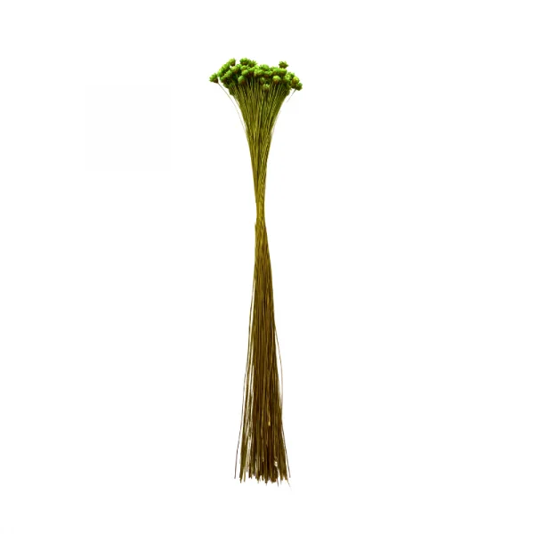sempre viva maco menor verde limao.png