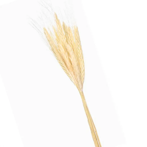 trigo 15 hastes  (1).png
