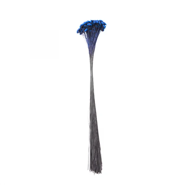 sempre viva comum azul escuro.png
