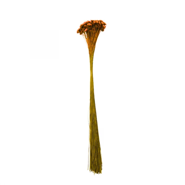 sempre viva comum laranja.png
