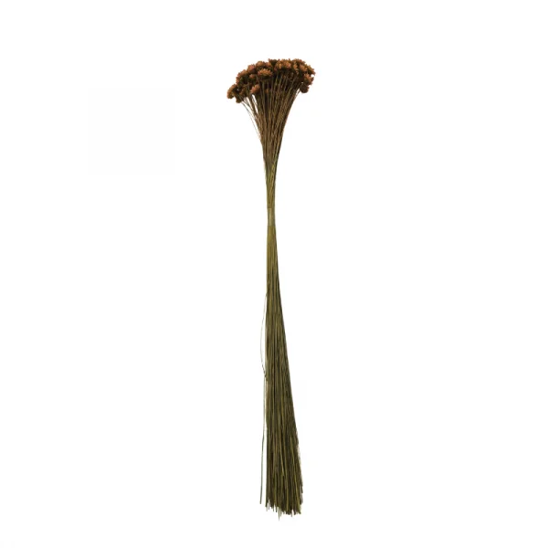 sempre viva comum marrom.png