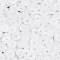 Paete 6mm branco.png