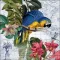 Guardanapo Decoupage 13315065 Arara.png